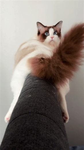 So funny 🤣🐈 ##ragdolls #funnycats #cutecat