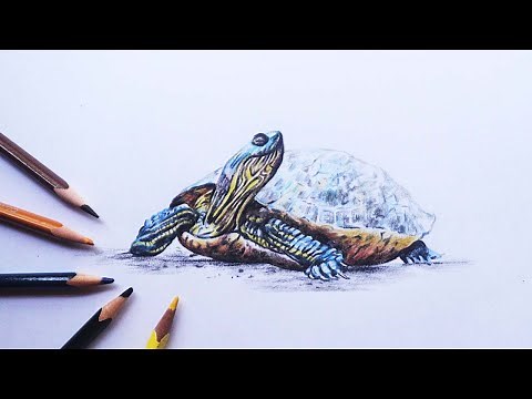 Drawing a Turtle in Color Pencils | 3D Drawing | Realistic Drawing