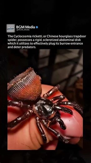 The Living Door Spider 🚪