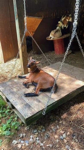 Just a sweet girl relaxing on her swing💕 #goatsoftiktok #swinging #happy #cutie #relaxing
