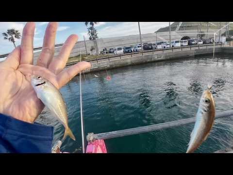 アジ、サバ、イワシが大漁、サビキ釣りシーズン開始🎉（浜名湖釣り公園）