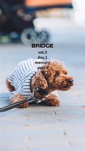 BRIDGE（ブリッジ） on Instagram: "BRIDGE vol.3 Day.1 Part.2 1日目の様子です🙌 BRIDGEが皆様の思い出の一つになりますように✨ ※２日目は後日投稿いたします😊 photo: @tsubame__photo 以下、 BRIDGEvol.3にご出店頂いた素敵なショップ様です✨ 普段は店舗をされているショップ様や各種イベントへご出店されている方、ネット販売をされている方などいらっしゃいますので、BRIDGEに限らず今後ともご利用頂けましたら幸いです☺️ 【 BRIDGE vol.3 SHOP LIST 】 11/23（日） Day.1 『犬（グッズ、おやつ、ウェア）…』 INU NI SOMARU @inunisomaru.official REBLU（レブル） @cafe_reblu 麦印商店（むぎるししょうてん） @geeeeeeeeeei Paw's Plants(パウズプランツ) @paws.plants23 Stella★（ステラ） @stella_no_oyatsuyasan Bowncy（バウンシー） @bowncy.ds