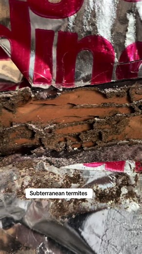 Subterranean termites doing damage to this wall. Got in behind the stucco undetected because the stucco went below the grade. This is a common issue in older homes. #stucco #termites #construction #insulation #pestcontrol