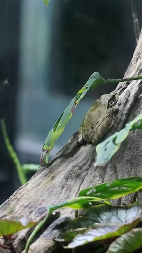 212K views · 3.7K reactions | The frog species of our rainforest  #AntsCanada ACfamily #antloveforever | AntsCanada | Facebook