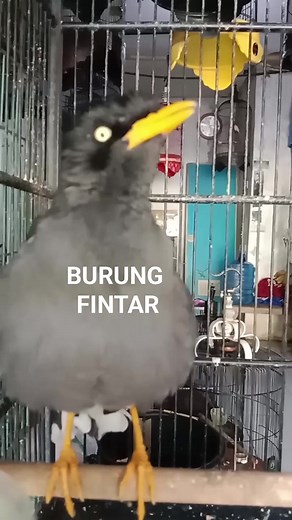 Kenapa ya burung ini harga nya murah padahal pinter bisa ngomong bisa di jadikan satpam rumah, #burungjalakkebo #jalakkebo #jalakpintar #burungbisangomong #birds #semuaorang #semuasuka #kicaumania @sorotan | Yadi Candra