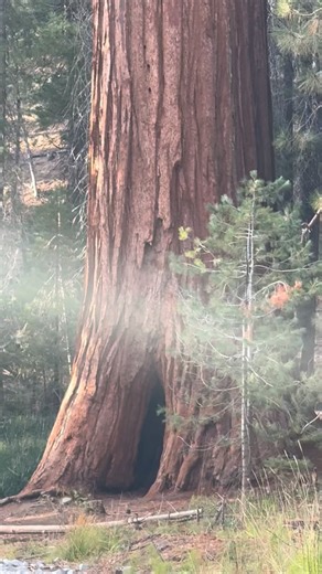 Giant sequoias are the world’s largest trees, with the oldest living individuals over 3,200 years old. Some of these giants were already growing during Ancient Egypt’s New Kingdom, when Ramesses III ruled. At their most extreme, giant sequoias reach about 11 meters (36 feet) in diameter at the base, roughly the footprint of a small house, and can rise to 94.8 meters (311 feet) tall, comparable to a 30-storey building. They grow high in the Sierra Nevada, within a narrow elevation band of roughly
