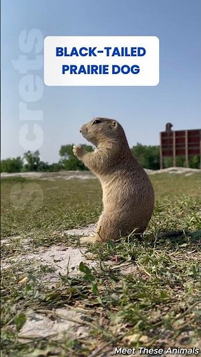 Meet the Black-Tailed Prairie Dog #didyouknow #wildlife #animals #prairiedog #nature