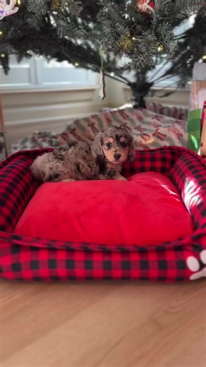 Bear Creek dachshunds on Instagram: "Sweet little Marley Mae🩷 Merry Christmas to the Card family🎄"