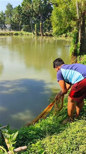 Cast net fishing 😍 #shorts #youtubeshorts #shortsfeed