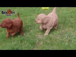 Mini Labradoodle Puppies