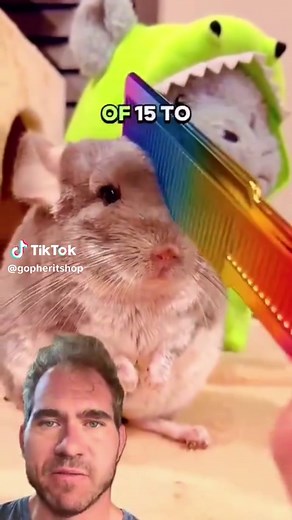 Chinchilla Care Basics: What You Need to Know