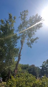 Cut down sycamore tree . #lifestyle #learning #trees #houston #fblifestyle #treeworker #fypシ | Green Valley Trees Services