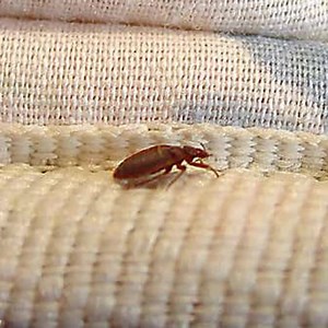 Bed bugs infest homes and could cause medical harm. People should write this down for safety. | Nation.com