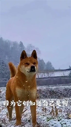 His Eyes Hold the Soul of an Entire Village – The Untold Story of a Chinese Village Dog