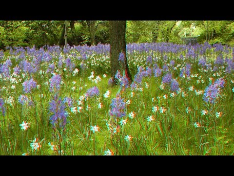 Beautiful Flowers - Anaglyph 3D Red/Cyan Slideshow