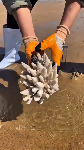 The Strangest Sea Creature Found on the Beach!