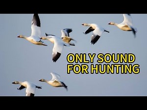 SNOW GOOSE SOUNDS || MALE AND FEMALE BEST QUALITY SOUNDs