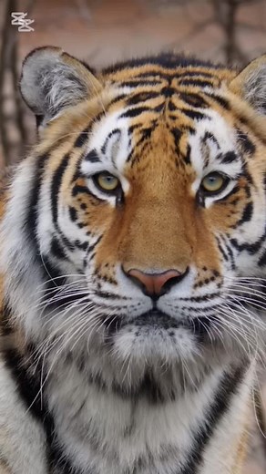 Siberian Tiger Size Comparison with Women