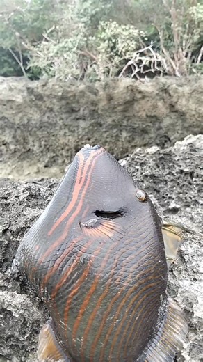 Catching triggerfish 👏🐟😱 #seacreatures #fishingtrip | Hermogenes Melgar