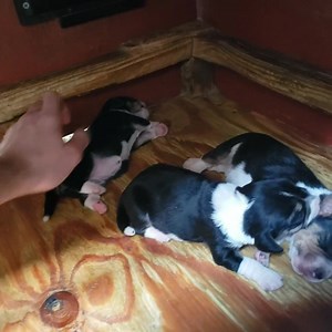 Your 1 week old puppy update | Track Em Down Kennels