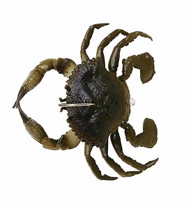 Savage Gear Duratech Crab