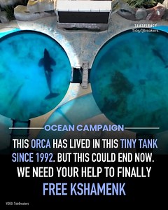 Organizations from all over the world joined forces to finally FREE KSHAMENK. He’s spent over 30 years confined to a tiny tank, without seeing another orca since his companion died 25 years ago. Kshamenk is the last captive orca in all of South America, and now we have a real chance to change his life forever. His case is finally in court, but we need the world to speak up with us. https://app.chilli.club/profiles/c02488ae-ef7d-4007-8bdd-b1f9edeb674e?fbclid=PAQ0xDSwKpPmpleHRuA2FlbQIxMAABp0oYQdT-