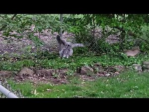 Owl vs Rabbit