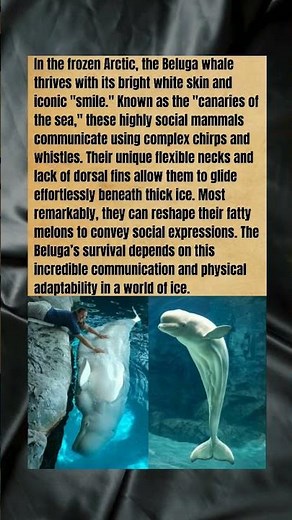 Canaries of the Sea: How Belugas Survive the Frozen Arctic #wholesome #wildlife #whale