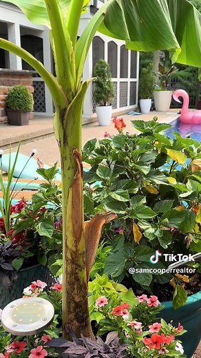 Prune Your Banana Plant Like a Pro: Easy Steps for Healthier Growth
