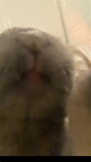 Cucumbers: Junie's Favorite Rabbit Snack