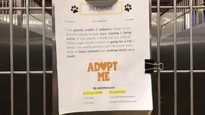 The dogs have been fed and are ready to be adopted today!! If you are pre-approved please come find your soulmate at 10:00am! | Kent County Animal Shelter