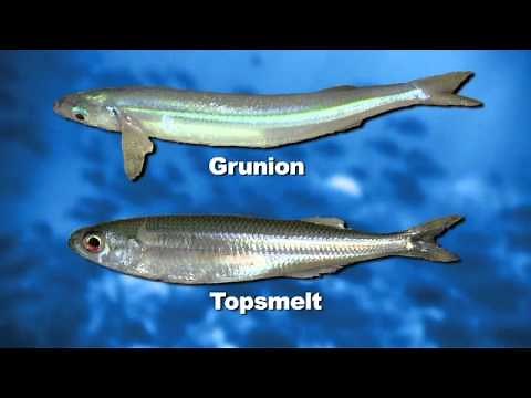 How to Identify Topsmelt