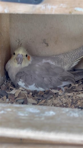 #cockatiel #birds #cockatielbird #cockatielsinging #cockatielsound #parrot #pets #ytshorts #shorts