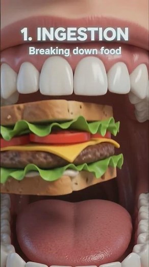 Journey of a Bite of Food | Digestion Explained Step by Step | Human Digestive System in 3D