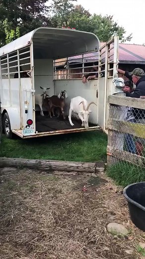 10K views · 287 reactions | JUST ARRIVED at Live and Let Live and available for adoption! These awesome goats were surrendered by a local family who could no longer support their needs financially. These super friendly goats were family pets and are looking for their new homes. If you are interested in adopting two or more, for more information please email tehorse@aol.com. Liveandletlivefarm.org | Live and Let Live Farm Rescue | Facebook
