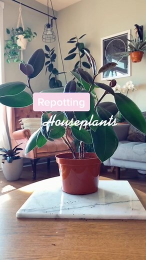 Repotting Your Rubber Plant: A Step-by-Step Guide