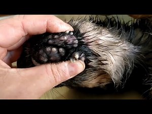 " Helpless Dog " Removal of the maggots from helpless dog