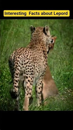 Amazing Fact about Lepord🐯🐱 #wildlife fact #factshine