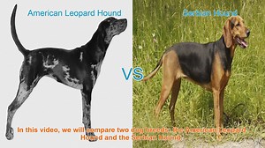 American Leopard Hound vs. Serbian Hound: A Comprehensive Comparison