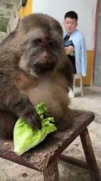 DIY Monkey Foraging Box 🐒 | Mental Stimulation Toy 🧠