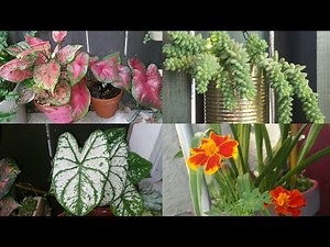 El Fertilizante que Mantiene mis Plantas Fuertes y Brillantes!Cual es y Como lo Aplico? #jardineria