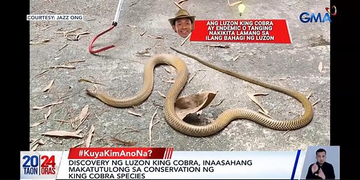 New king cobra species in Luzon identified