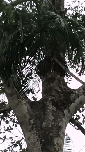 Rain shower 🌎🐒🛠️