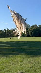Pro milovníky sov. Výr velký západosibiřský (Siberian Eurasian Eagle Owl) | Zayferus - dravci
