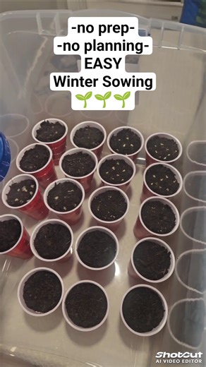 EASY Winter Sowing. No prep/planning. No jugs #garden #seeds #grow #shorts #youtubeshorts #plants