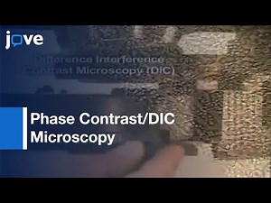 Phase Contrast & Differential Interference Contrast (DIC) Microscopy l Protocol Preview