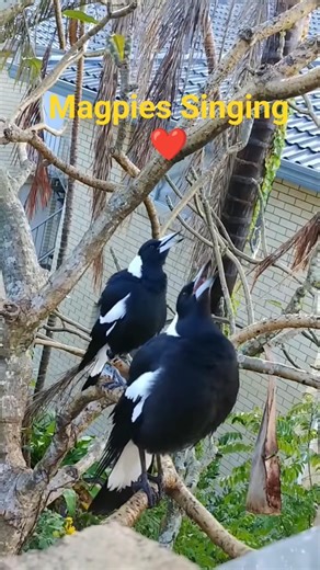Magpies Singing #birdsinging #birdsounds #birdcall