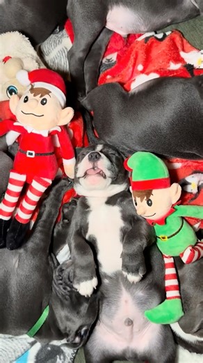 Christmas Movie Night Knocked These Staffy Puppies Out 😴🐾