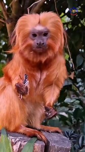 The golden lion tamarin is a striking and endangered primate species native to the Atlantic coastal forests of Brazil. #goldenliontamarin #lionmonkey #monkey #viralreels #viralpage #wildlife #hindifacts #trendingreel #nature #tamarin #wildanimals #naturelovers #knowanytime | Know Anytime