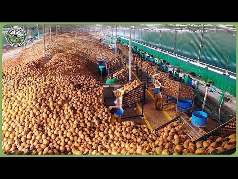 How Billion Tons of Coconuts Are Processed – Amazing Coconut Farming for Water, Oil & Coir